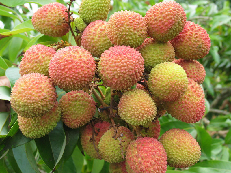 ow ֦
