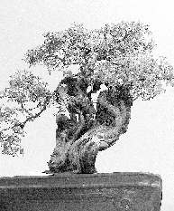 ֲ@ 辰 辰 