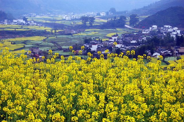 早春 和婺源來(lái)一場(chǎng)關(guān)于油菜花的約會(huì)吧