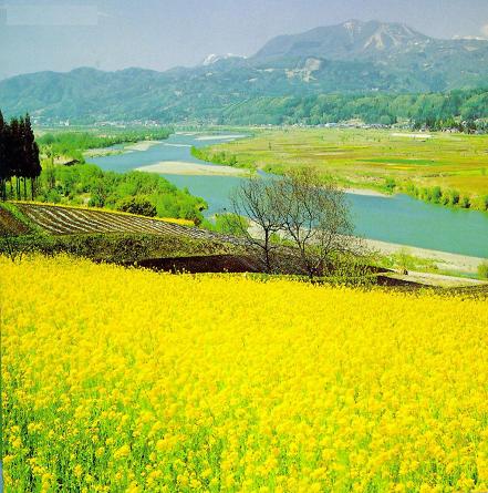 早春 和婺源來(lái)一場(chǎng)關(guān)于油菜花的約會(huì)吧