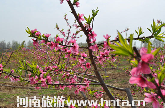 “2014•春之歌”長(zhǎng)葛休閑旅游文化節(jié)開幕